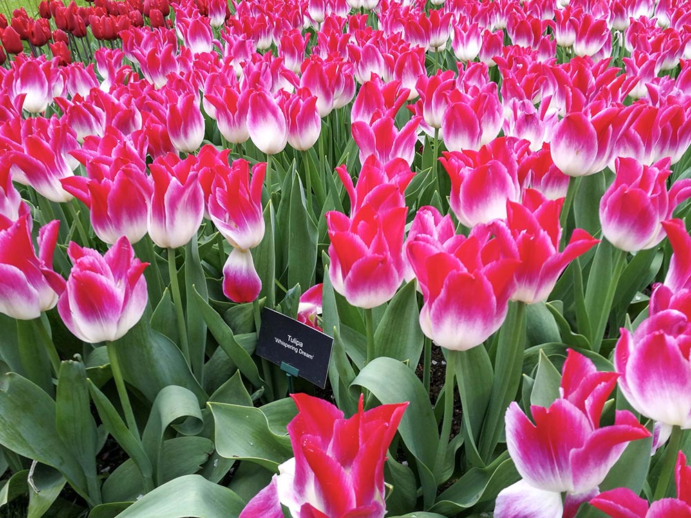 Keukenhof Amsterdam: quando andare