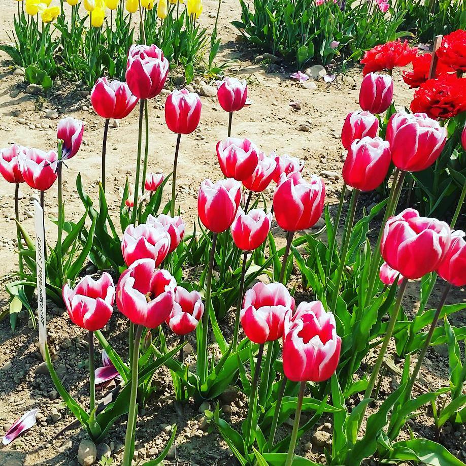 Tulipani Italiani a Cornaredo, alle porte di Milano