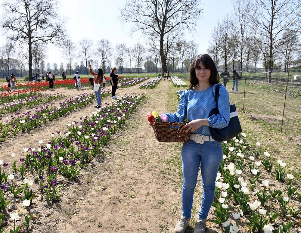 Come visitare il campo di Tulipani Italiani